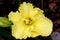 Hemerocallis `Lemon Custard Classic