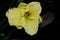 Hemerocallis `Lemon Custard Classic`