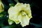 Hemerocallis `Lemon Custard Classic`