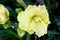 Hemerocallis `Lemon Custard Classic`