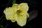 Hemerocallis `Lemon Custard Classic`