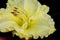 Hemerocallis `Lemon Custard Classic`