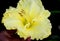 Hemerocallis `Lemon Custard Classic`