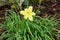 Hemerocallis lilioasphodelus, Hemerocallis flava, Lemon lily, yellow lily