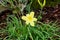 Hemerocallis lilioasphodelus, Hemerocallis flava, Lemon lily, yellow lily