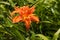 Hemerocallis Lily of St. John, One Day Flower