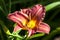 Hemerocallis `Little Wine Cup`