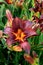 Hemerocallis (Lusty Legend)