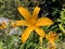 Hemerocallis middendorffii or Amur daylily - Botanical Garden of the University of Zurich or Botanischer Garten Zuerich