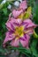 Hemerocallis, Mildred Mitchell Daylily in the garden