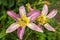 Hemerocallis, Mildred Mitchell Daylily in the garden