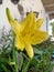 Hemerocallis Minor Mill, Dwarf Yellow Day-Lily