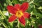 Hemerocallis `Pardon Me`