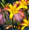 Hemerocallis season at Montreal Botanical Garden