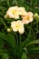 Hemerocallis Singular Sensation.Vertical arrangement.