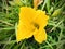 Hemerocallis \\\'Squeaky\\\' at the garden.