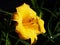 Hemerocallis \'Stella de Oro\' - Daylily