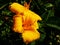 Hemerocallis \'Stella de Oro\' - Daylily