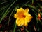 Hemerocallis \'Stella de Oro\' - Daylily