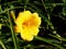 Hemerocallis \'Stella de Oro\' - Daylily