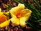 Hemerocallis \'Stella de Oro\' - Daylily