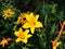 Hemerocallis \'Stella de Oro\' - Daylily