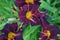 Hemerocallis `Wayside King Royale` boasts a rich purple flower with yellow throat. Berlin, Germany
