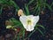 Hemerocallis \'White Perfection\'