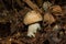 Hemileccinum impolitum mushroom. Mushroom grows in a mixed forest. Mushroom closeup.