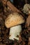 Hemileccinum impolitum mushroom. Mushroom grows in a mixed forest. Mushroom closeup. Vertical orientation.