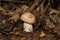 Hemileccinum impolitum mushroom. The young mushroom grows in a mixed forest. Mushroom closeup.