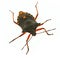 Hemiptera bug