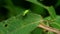 Hemiptera bugs hiding behind the leaf