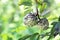 Hemiptera in custard apple