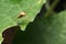 hemiptera Nezara Viridula Heteroptera pentatomidae palomera prasina on a leaf.