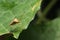 hemiptera Nezara Viridula Heteroptera pentatomidae palomera prasina on a leaf.