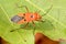 Hemiptera or True bugs