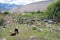 Hemis Shukpachan Village in Sham Valley, Ladakh, Jammu and Kashmir, India