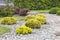 Hemispherical shrubs in landscaping. Countryside