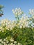 Hemlock (Conium maculatum)