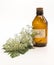 Hemlock flower bouquet with a vial of poison