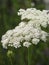 Hemlock flowers