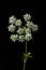 Hemlock, spotted, Conium maculatum