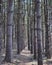 Hemlock tress forest