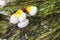 Hemlock varnish shelf or Ganoderma tsugae bracket mushroom
