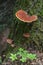 Hemlock Varnish Shelf in the Woods