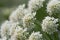 Hemlock water dropwort Oenanthe crocata inflorescence