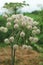 Hemlock Water Dropwort umbellate inflorescence blooming flowers