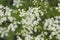 Hemlock white flowers