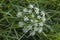 Hemlock white flowers